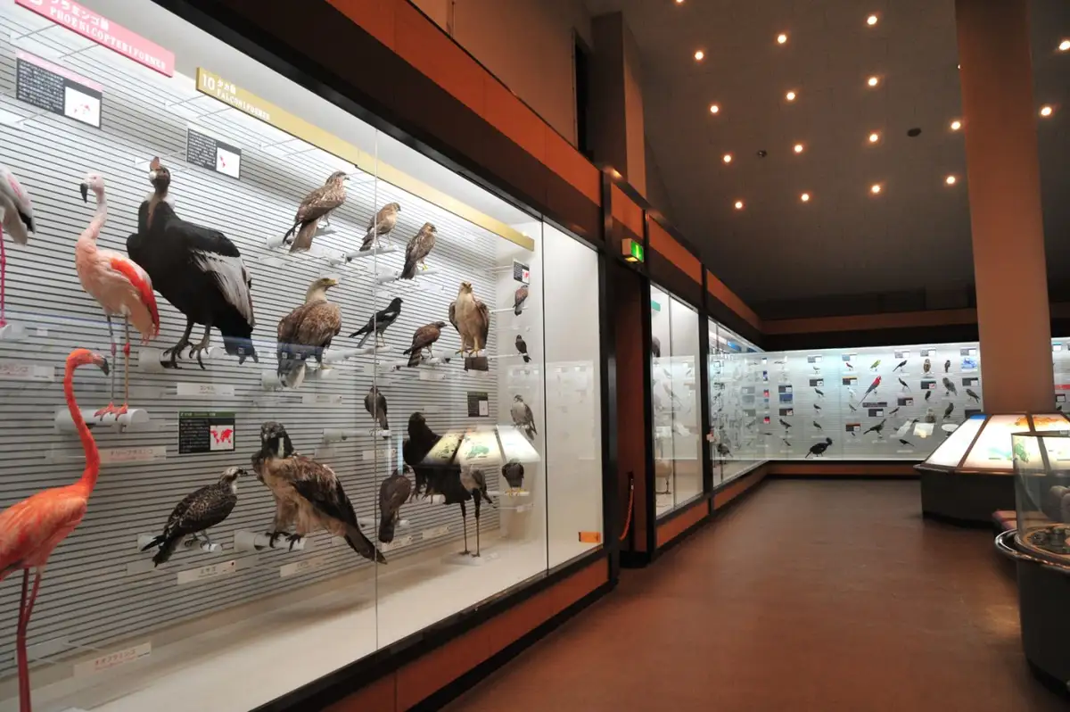 Abiko Tori no Museum