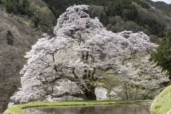 Komatsunagi cherry, an Edohigan estimated over 450 years old, lit during bloom and tied to a Yoshitsune horse-tethering legend.