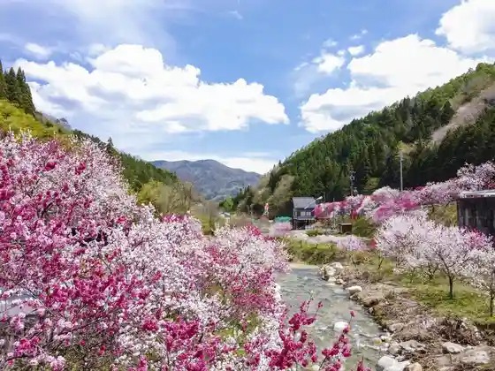 Hanamomo Kaido along National Route 256 between Achi and Nagiso, with about 5,000 flowering peach trees visible from the road.