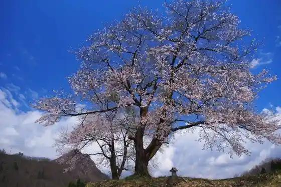 Fufu Sakura