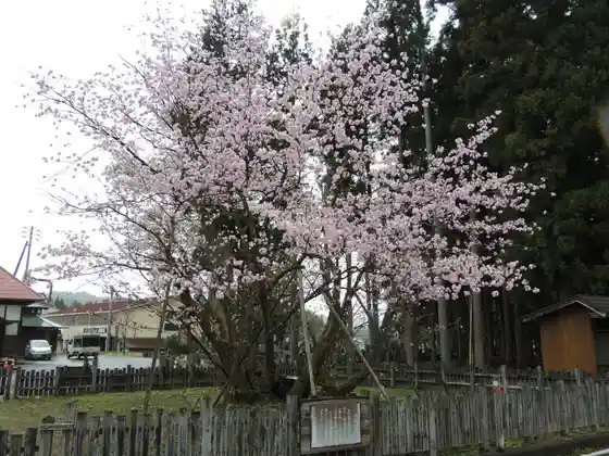 Gokuraku Tera no Nonaka Zakura