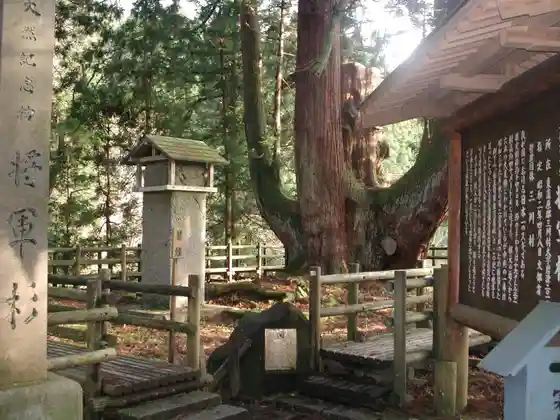 Shogun Sugi