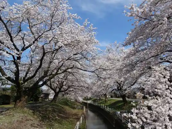 Shin Ko no Sakura Namiki