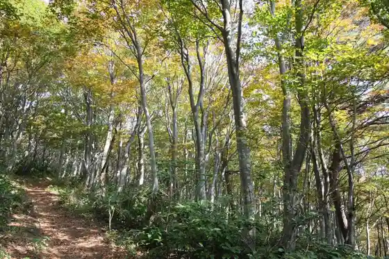 Goto Buna no Mori Haiku