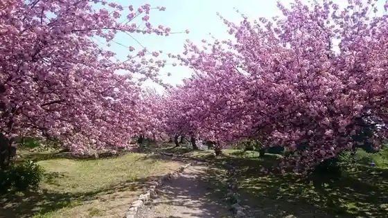 Hyo Kosui Kin Park no Yaezakura