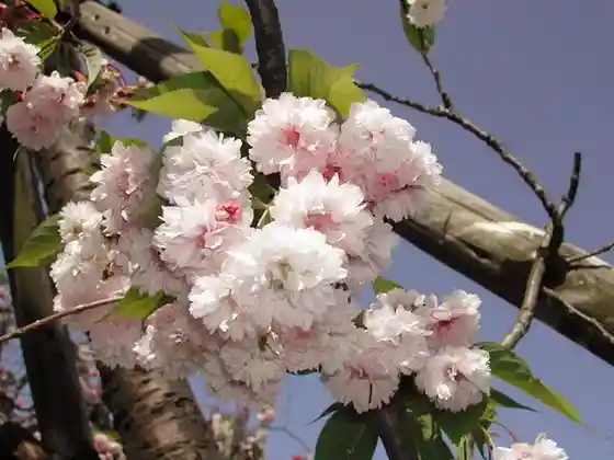 Ume Go Tera no Juzu Kakari Zakura