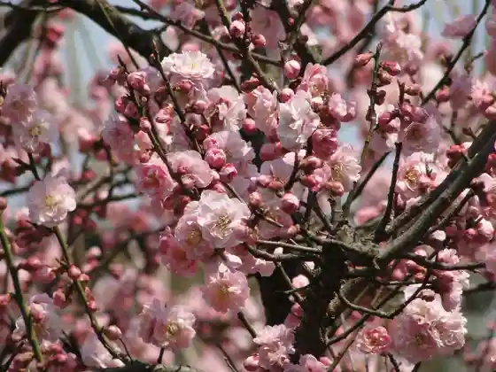 Ume Go Tera no Hachi Bo no Ume