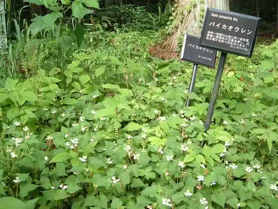 Agano Goto Yakuyo Botanical Garden