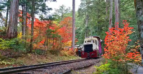 Autumn Foliage at Akasawa Natural Recreation Forest