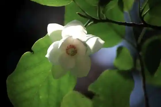 Akazawa Shizen Kyuyo Hayashi no Oyamarenge