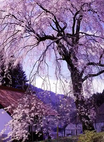Gyokurin In Tenjin Yama no Shidare Sakura