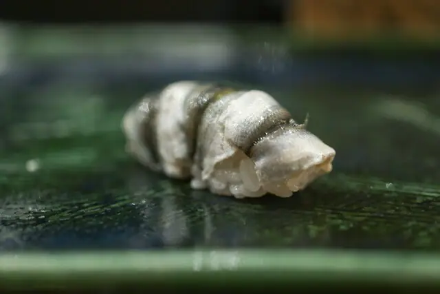 Nigiri Sushi Ichi Go (Maru)