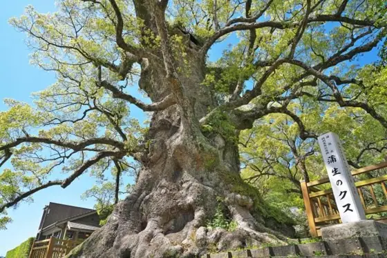 Great Camphor Tree of Kamo