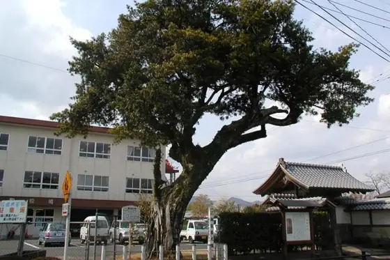 Okariya Inumaki Tree