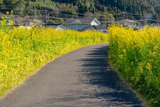 Nanohana Road along the Hikiyama River