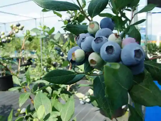 Aisai Berry LABO