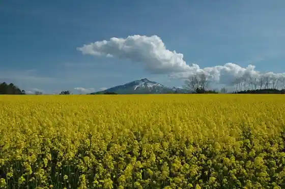Canola-Blossom Fields at the Foot of Mount Iwaki