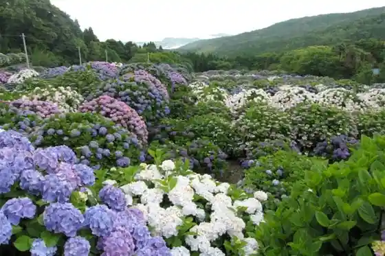 Kasayama Tourist Farm