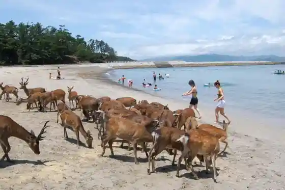 Akune Oshima Campground