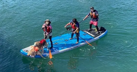 wag Tail SUP Experience