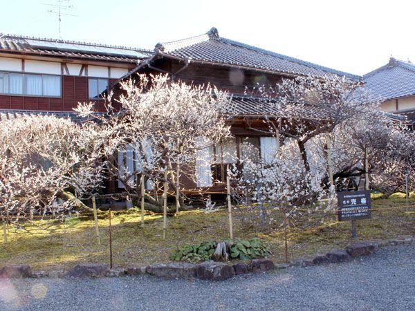 Helmet Plum of Enkei-ji