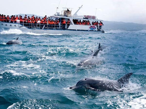 Dolphin Watching