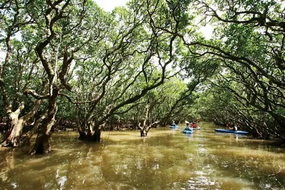 Kuroshio Forest Mangrove Park (Roadside Station Amami Oshima Sumiyo)