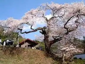 Yano Atago Sama Cherry Blossoms