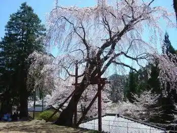 Rinsho Tera no Shidare Sakura
