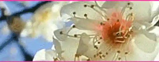 Gunma Flower Highland