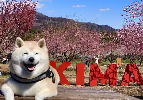 Akima Plum Grove