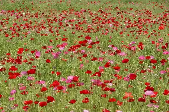 Akima Plum-Viewing Park