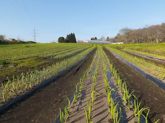 Shimizu Farm