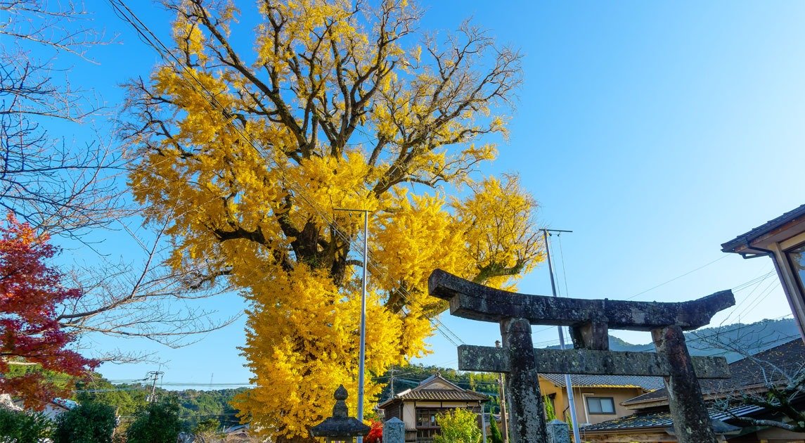 Great Ginkgo of Izumiyama Benzaiten