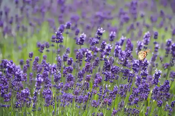 Herbal Valley Ogawa