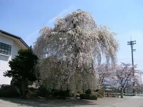 Cherry Blossoms at Asahi Village Central Community Center
