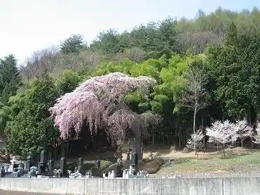 Korin Tera no Shidare Sakura