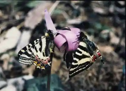 Furukawa Tera no Katakuri