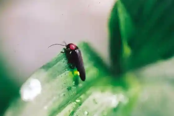 Nagusa Firefly Village