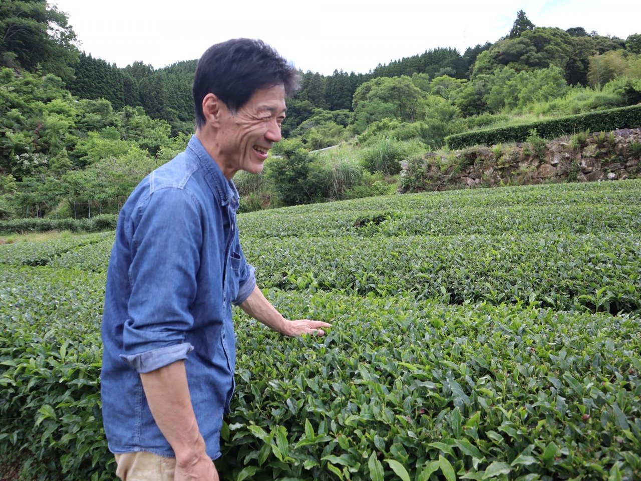 Kajihara Tea Farm