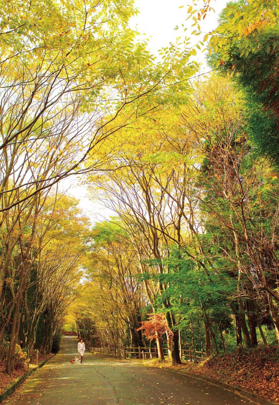 Dog Palace Resort Aso Otohime