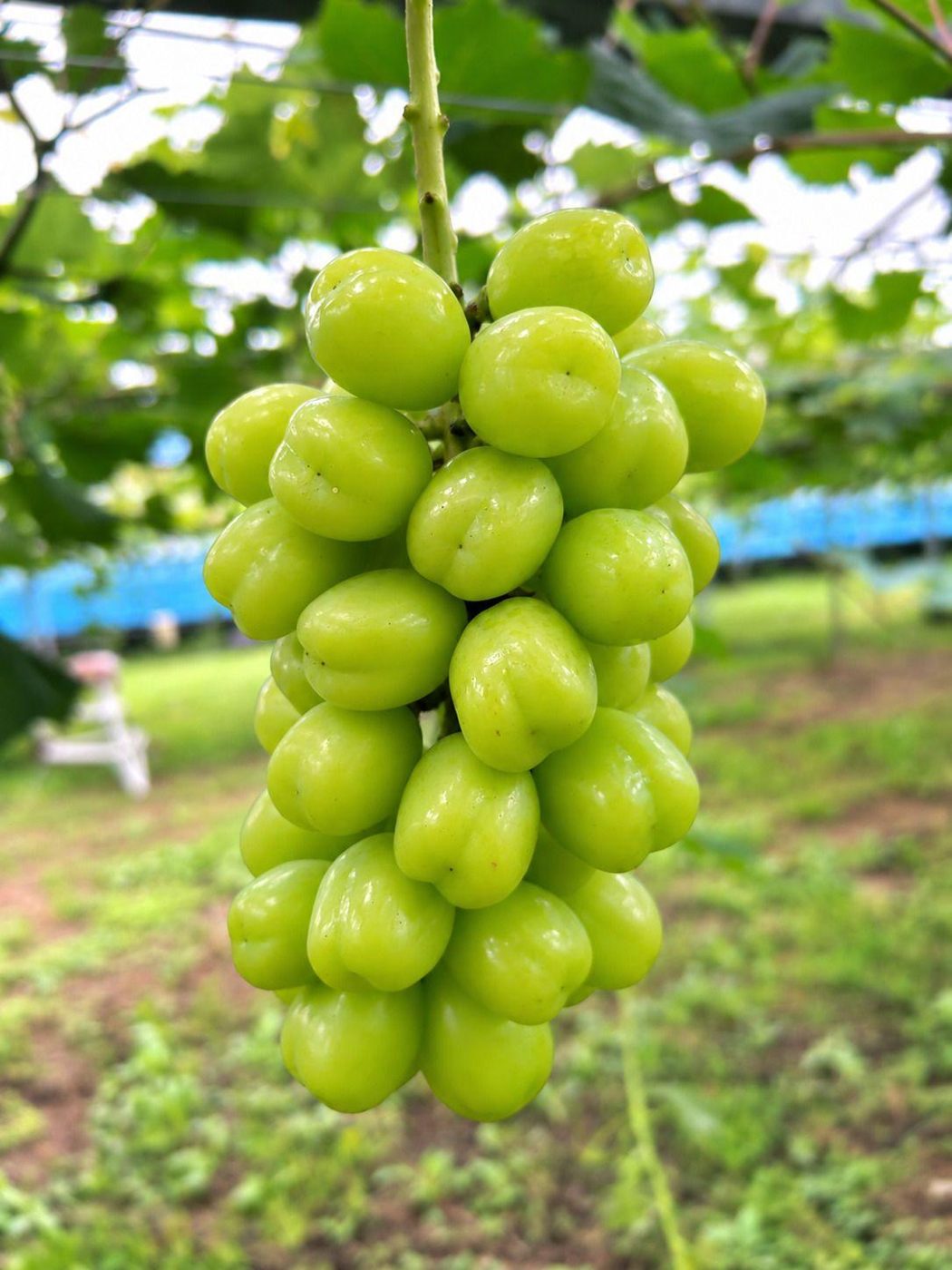 UnderVillageFarm Shimomura Grape Farm