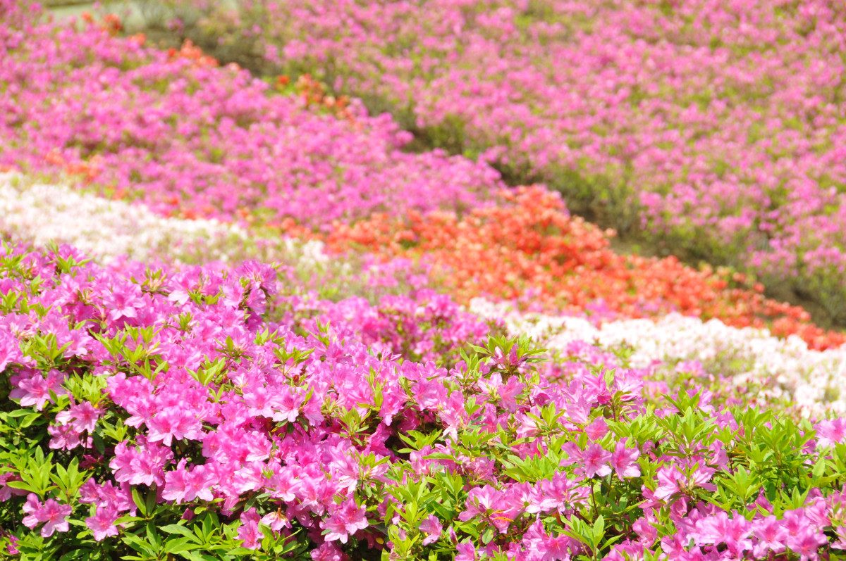 Atsugi Azalea Hill Park