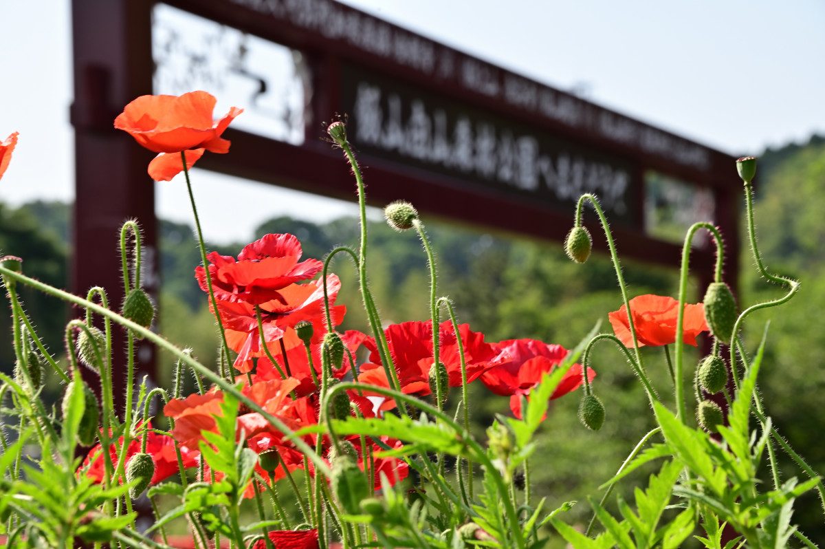 Iiyama Flower Village