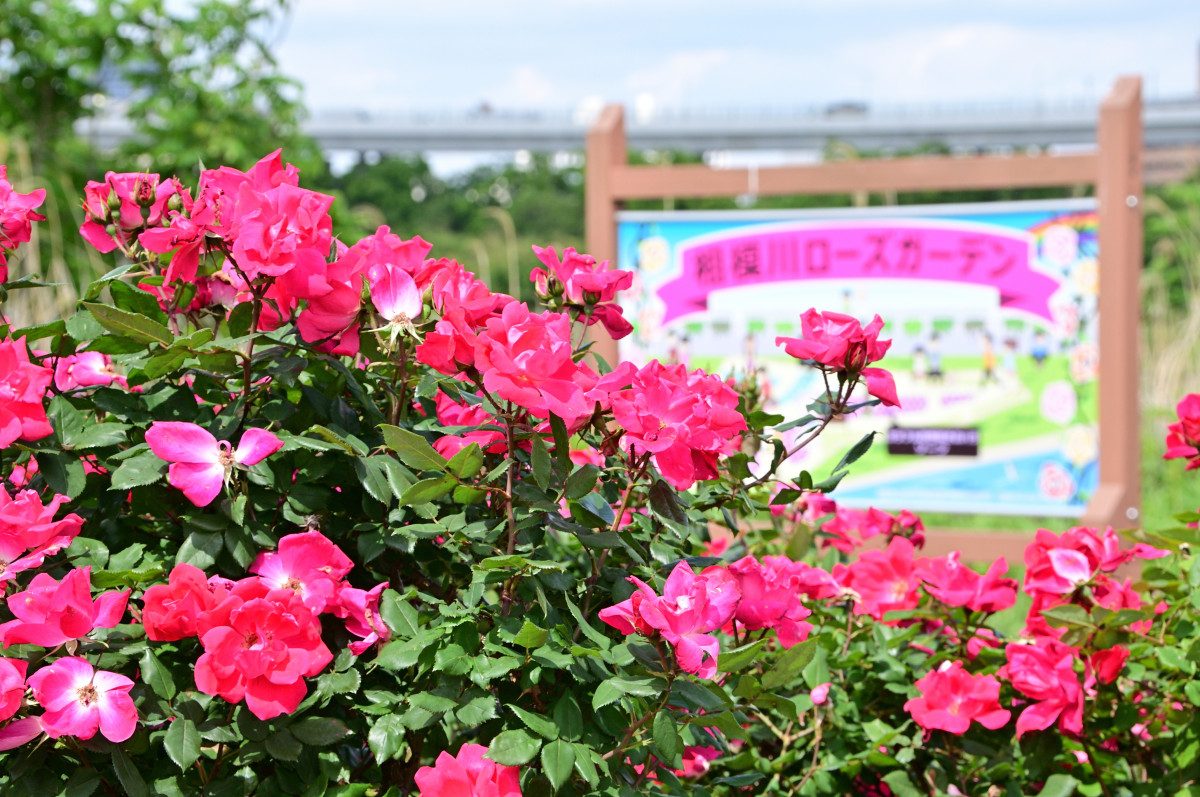 Sagami River Rose Garden