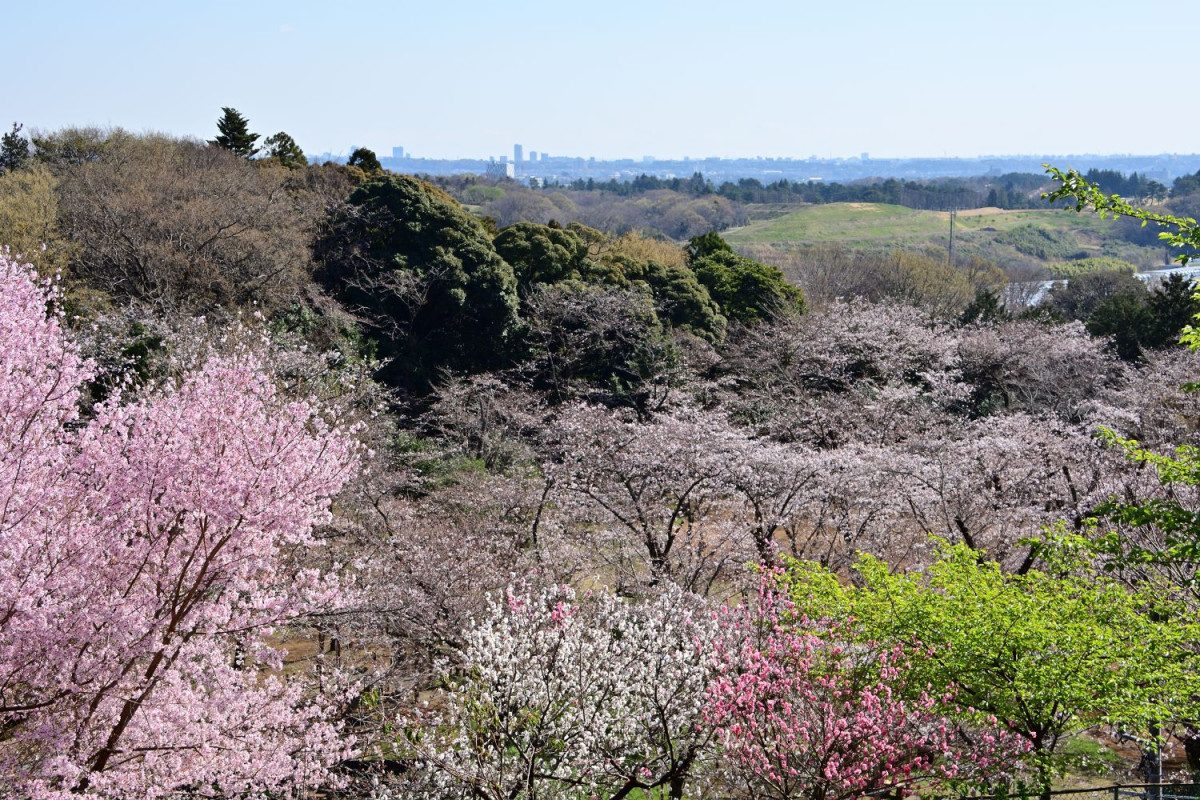Iiyama Hakusan Forest Park