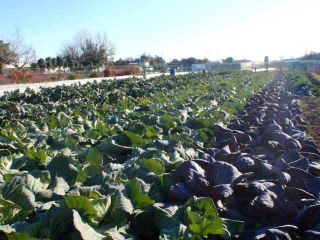 Shunsai Minori Farm