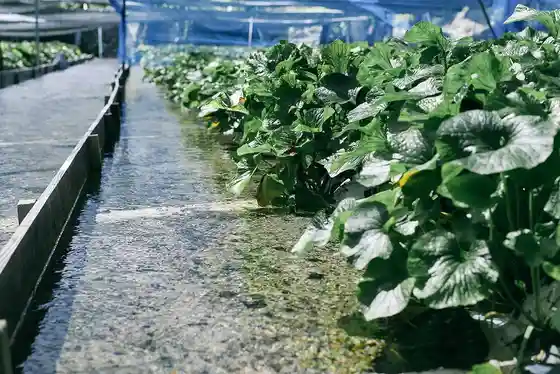 Azumino Kuroiwa Wasabi Farm