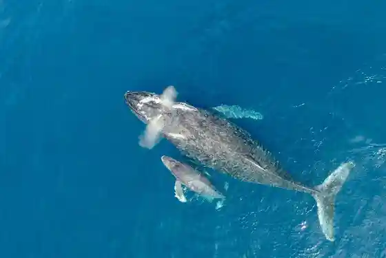 Half-Day Whale Watching Tour from Chatan (Cerulean Blue)