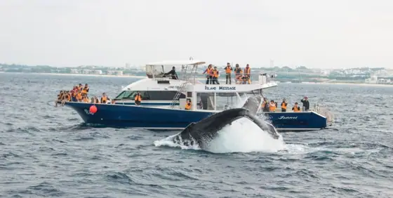 Half-Day Whale Watching Tour from Chatan